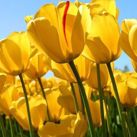 Meet your Posher, Barbara - Picture 1 of 1